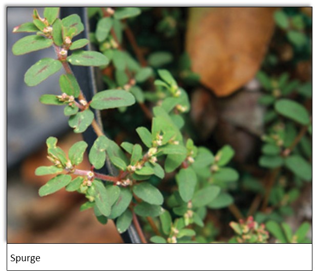spurge 1jpg